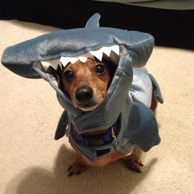 Image result for dogs dressed like sharks