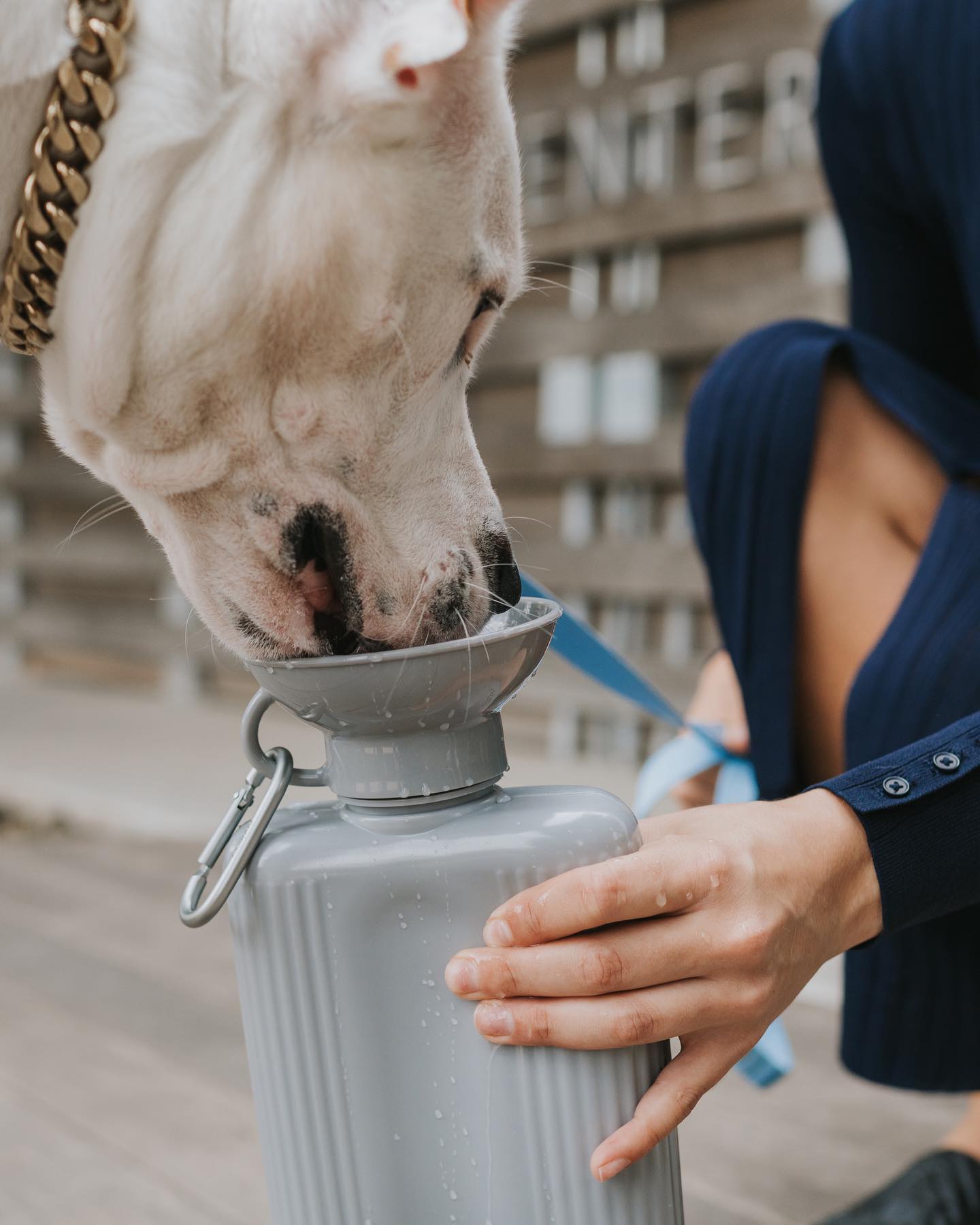 Springer Pets - Doggie Water Bottles - Shark Tank Blog